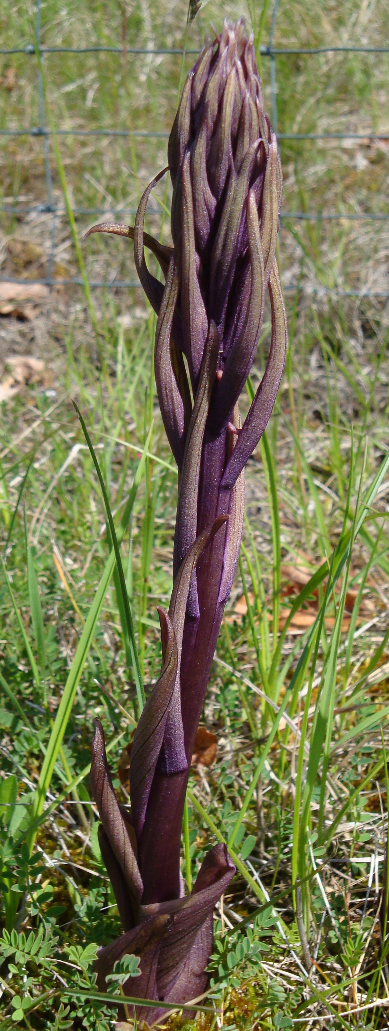 fausse orchidée