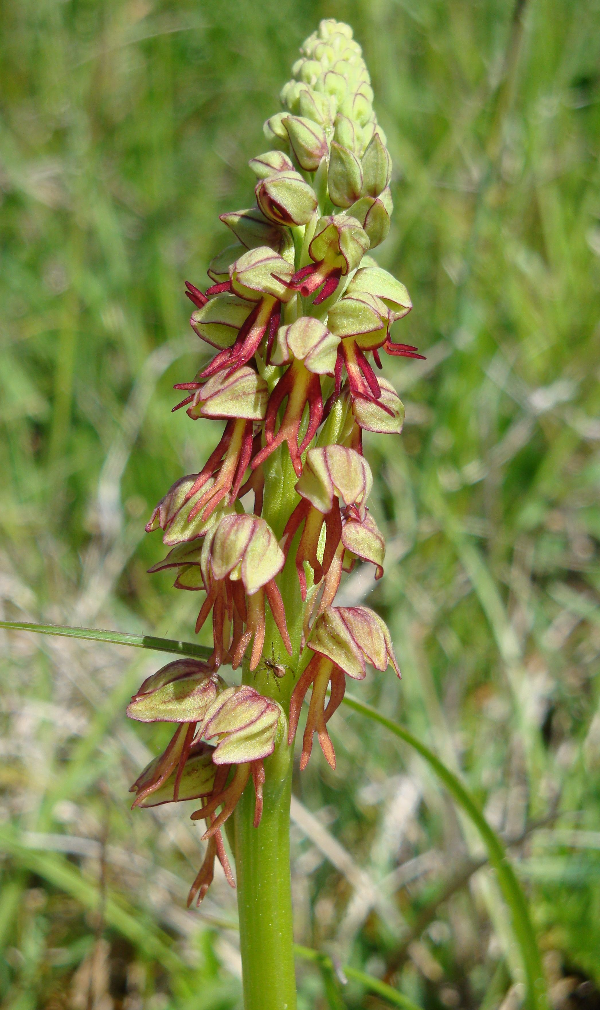 Orchidée des pendus