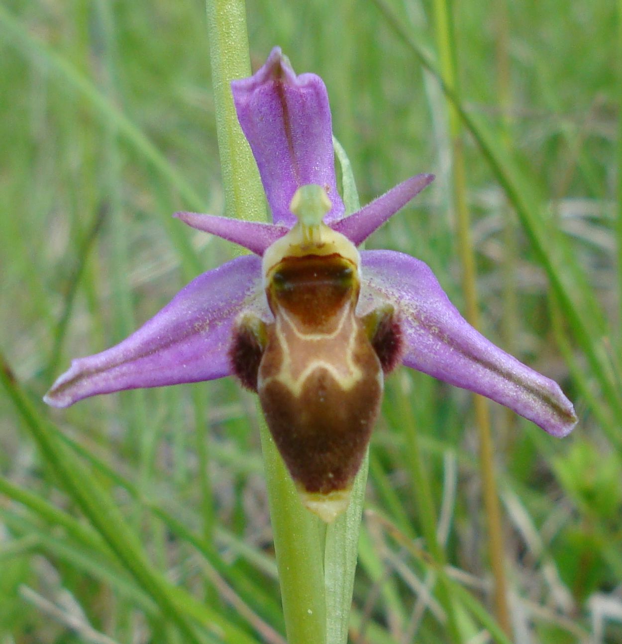 orchidée abeille