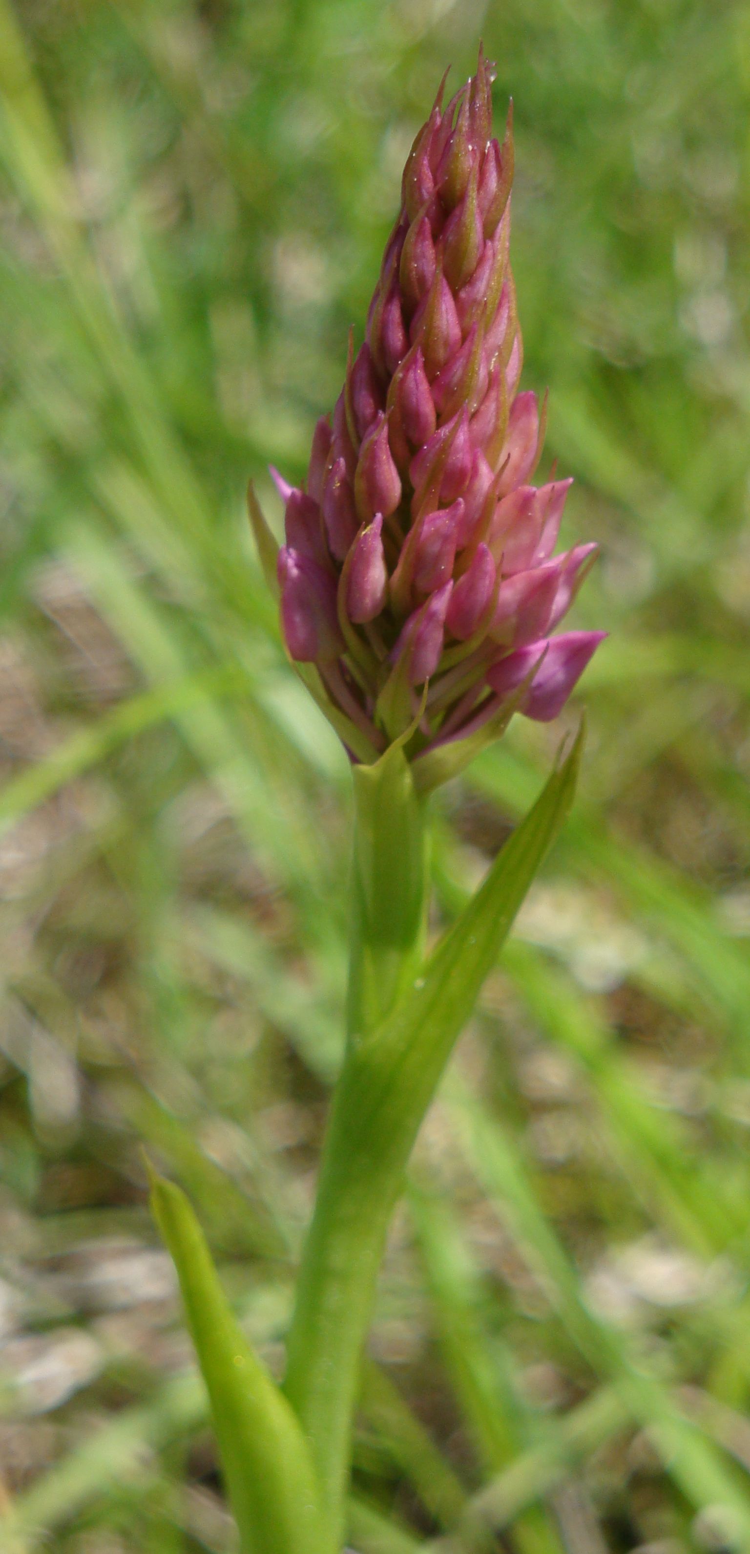 Orchidée Lupin